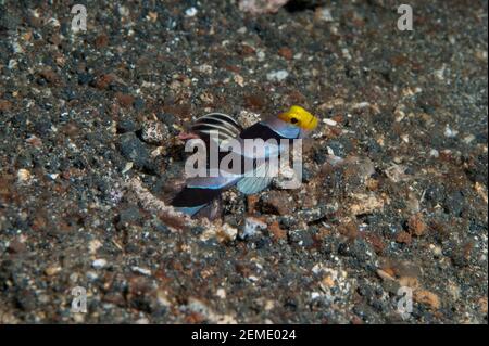 Yellowose Shrimpgoby, Stonogobiops xanthorhinica, site de plongée AW Shucks, Lembeh Straits, Sulawesi, Indonésie Banque D'Images