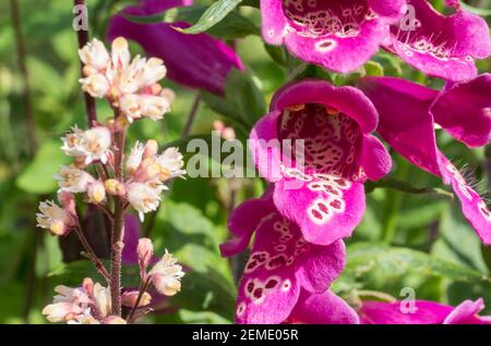 Fleurs pourpres (Digitalis purpurea) et fleurs blanches heuchera (Coral Bells) côte à côte à la frontière (Angleterre, Royaume-Uni) Banque D'Images