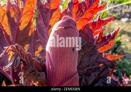 Au printemps, une plante de Chines rhubarb (Rheum palmatum «Atrosanguineum») pourrelle ses nouvelles feuilles rouges-violettes (Angleterre, Royaume-Uni). Banque D'Images
