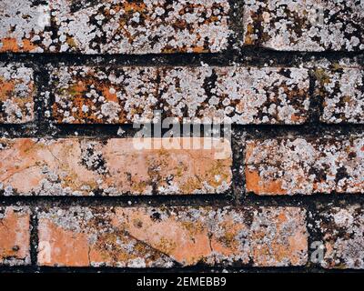 Moule sur le mur de briques. Gros plan des dommages causés par l'efflorescence du moule sur le mur de briques. Texture du mur rugueux. Surface de fond Banque D'Images