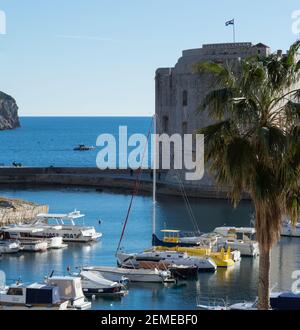 La forteresse médiévale de Dubrovnik Saint-Jean, appelée tour Mulo, derrière le palmier, et le port de la vieille ville avec de petits bateaux de plaisance, côte Adriatique Banque D'Images