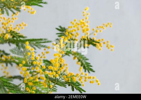 Arbre mimosa en fleurs sur fond gris. Fleurs de printemps Mimosa Pâques Et l'arrière-plan de l'époque des femmes.couleurs tendance 2021 Banque D'Images