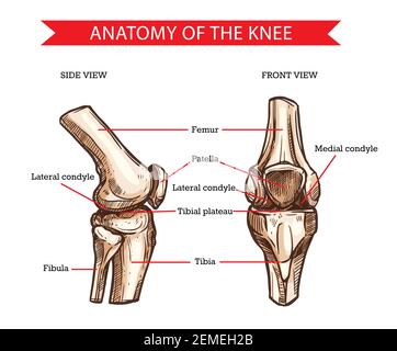 Anatomie du genou humain esquisse vectorielle des os de la jambe et de l'articulation, conception médicale. Vue latérale et avant des os du genou, fémur dessiné à la main, rotule, tibia et f Illustration de Vecteur