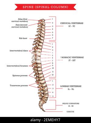 Anatomie des os de la colonne vertébrale humaine, esquisse vectorielle de la colonne vertébrale ou du squelette. Vertèbres cervicales, thoraciques et lombaires, courbure pelvienne et cocy Illustration de Vecteur