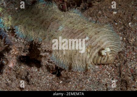 Sole baguée, plongée de nuit, site de plongée sur épave de Tolok Lohsera, île de Komodo, parc national de Komodo, Indonésie Banque D'Images