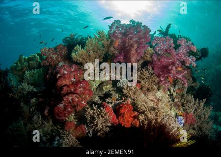 Glomerate Tree Coral, Dendronephthya sp, et petits poissons avec le soleil en arrière-plan, site de plongée Golden passage, Gili Lawa Damat, Komodo Island, Indonésie Banque D'Images