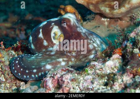 Journée Octopus, Octopus cynae, site de plongée d'Angel's Window, détroit de Lembeh, Sulawesi, Indonésie Banque D'Images
