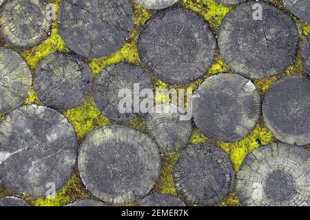 Image abstraite sur les rondins concentriques en bois disposés géométriquement avec de la mousse verte, photo couleur. Banque D'Images
