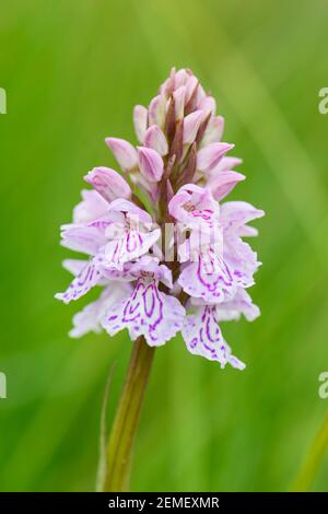 Heath Spotted-Orchid - Dactylorhiza maculata, belle orchidée colorée provenant de prés et de marais d'Europe du Nord, Shetlands, Écosse, Royaume-Uni. Banque D'Images