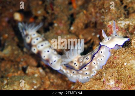 Paire de Nudibranch de Tryon, Hypselodoris tryoni, qui se traque les uns les autres, site de plongée Hantu API, baie de Waihinga, île de Kakula, Flores, Indonésie Banque D'Images