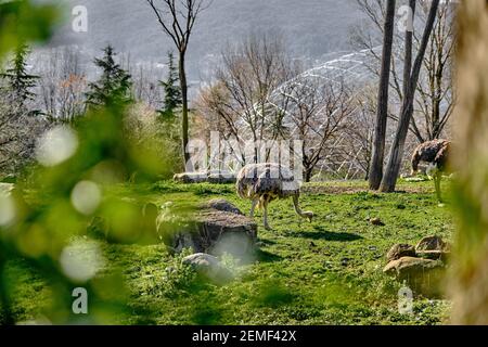 Autruches derrière les feuilles vertes et les branches dans le zoo, quand ils se nourrissent sur le sol de l'herbe verte. Banque D'Images