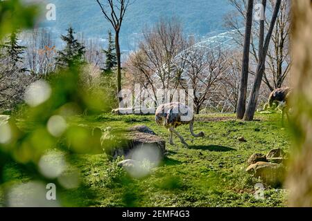 Autruches derrière les feuilles vertes et les branches dans le zoo, quand ils se nourrissent sur le sol de l'herbe verte. Banque D'Images