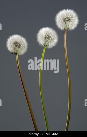 Trois pissenlits moelleux (taraxacum officinale) sur fond gris; photo studio couleur. Banque D'Images