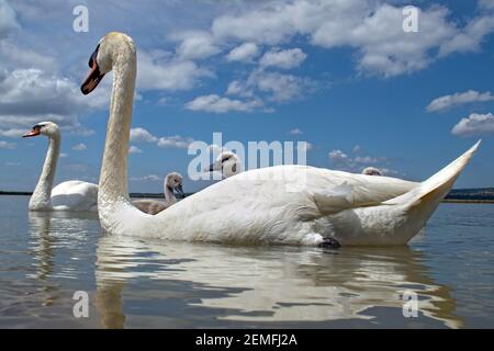 Oiseau muet cygne (Cygnus olor) famille avec de mignons cygnets nageant ensemble dans l'eau verte lac Balaton, photo couleur No 6. Banque D'Images