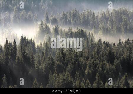 Pente boisée de haute montagne dans le nuage de basse altitude avec conifères à feuilles persistantes enveloppés de brouillard mystique; vue panoramique sur le paysage. Photo couleur. Banque D'Images