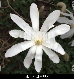 Un gros plan d'une fleur de magnolia d'étoile blanche. Pousse sur un arbuste Banque D'Images