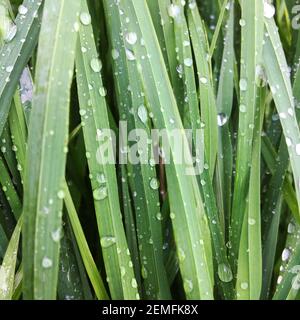 Feuilles d'herbe sauvage mouillées. Gros plan pour ne voir que des feuilles Banque D'Images