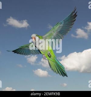 Un perroquet vert volant quaker avec un ciel bleu comme arrière-plan Banque D'Images