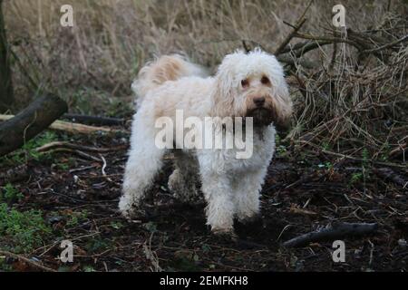 Chien en plein air dans le paysage, le meilleur ami de l'homme mignon terrier petit chien anglais race boueux Golden Hair manteau debout alerte se trouvait dans le bois boueux terre Banque D'Images