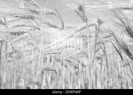 Noir et blanc bas de page de fond woth de nombreux épillets de blé, agriculture et culture alimentaire concept Banque D'Images