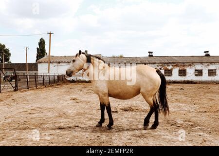 Beau cheval beige et marron stand et pose une voie latérale à l'arrière-plan rural de ferme, concept de bétail Banque D'Images