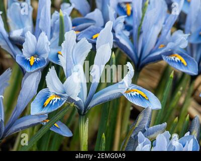 Un timbre de floraison de la naine Iris reticulata Alida avec fleurs bleu clair caractéristiques Banque D'Images