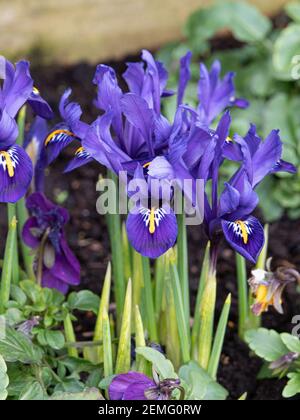 Un timbre de floraison de la naine Iris reticulata Pixie avec fleurs bleues charectéristiques Banque D'Images