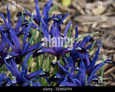 Un timbre de floraison de l'iris réticulata nain avec un charectéristique fleurs bleu foncé Banque D'Images