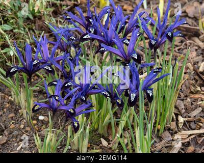 Un timbre de floraison de l'iris réticulata nain avec un charectéristique fleurs bleu foncé Banque D'Images