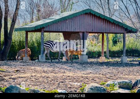 Groupes de zèbres sur le sol et sous la tache ombragée en bois. Zèbre noir et blanc et zèbre brun sur la photo. Banque D'Images