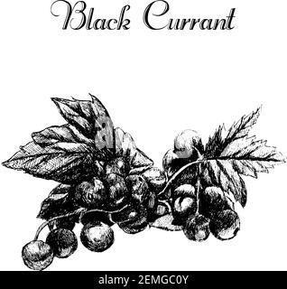 Encre vectorielle à dessin à la main cassis vintage. Illustration de fruits vintage isolée sur fond blanc. Illustration vectorante de cassis noir. Alimentation saine. Illustration de Vecteur