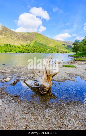 Vue sur le lac de Buttermere vers Buttermere est tombé sur un soleil jour d'été avec un vieux tronc d'arbre, une souche blanchie au soleil le rivage Banque D'Images