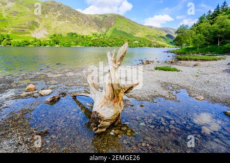 Vue sur le lac de Buttermere vers Buttermere est tombé sur un soleil jour d'été avec un vieux tronc d'arbre, une souche blanchie au soleil le rivage Banque D'Images