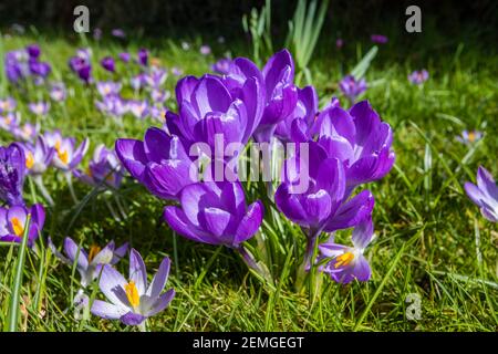 Vue rapprochée de fleurs de crocus violet ouvert (Crocus vernus) avec anthères jaunes fleuries dans une pelouse de jardin à Surrey, dans le sud-est de l'Angleterre Banque D'Images