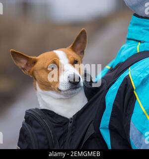 Portrait d'un chien Basenji satisfait tout en étant assis à l'intérieur de confortable un sac à dos principal quand on marche dans une rue sale Banque D'Images