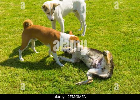 Le chien mâle Basenji morsure le chien femelle noir pour montrer chien blanc plus jeune (debout à proximité) qui est chef de file dans la famille canine Banque D'Images