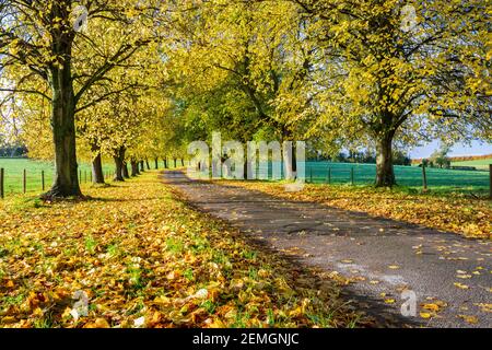 Avenue d'arbres d'automne avec des feuilles jaunes colorées, Newbury, Berkshire, Angleterre, Royaume-Uni, Europe Banque D'Images