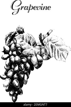 Encre vectorielle à dessin à la main, Grapevine vintage. Illustration de fruits vintage isolée sur fond blanc. Illustration vectorielle grapevine. Alimentation saine. Illustration de Vecteur