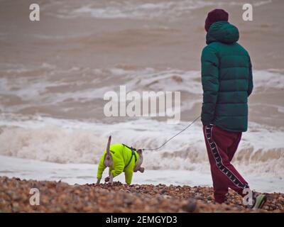 Marcher le chien sur la plage de Brighton Banque D'Images