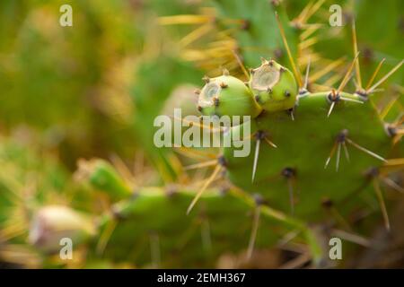 Spécimen d'Opuntia littoralis sur la plage de Nogales, sur l'île de la Palma, îles Canaries, Espagne. Est une espèce de cactus de poire pickly, couverte Banque D'Images