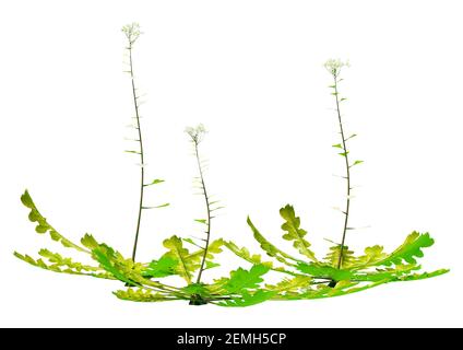 Rendu 3D des bergers porte-monnaie ou plantes Capsella bursa pastoris isolé sur fond blanc Banque D'Images