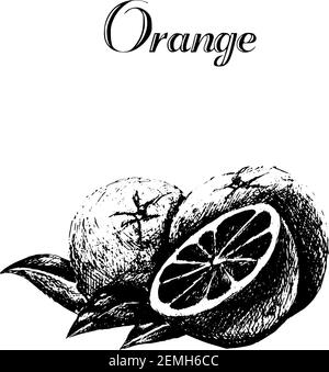 Vecteur dessiné à la main vintage isolé orange dans le style grunge. Illustration de Vecteur