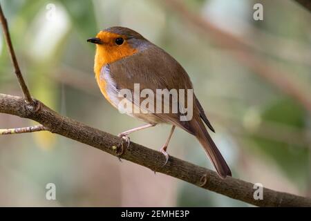 Oiseau rouge-gorge (erithacus rubecula) East Sussex, Angleterre, Royaume-Uni Banque D'Images