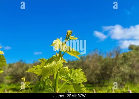 Vignes au printemps avec jeunes raisins et tendriles dans le ciel bleu, Banque D'Images