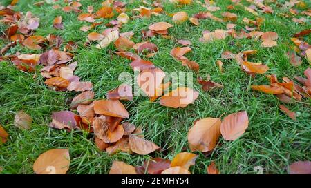 Feuilles de charme jaune et orange et rouge tombées sur de l'herbe verte brillante fin novembre comme arrière-plan, gros plan Banque D'Images