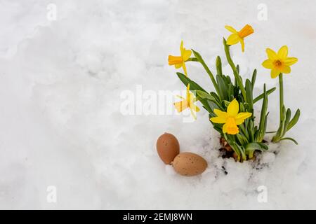 Œufs décoratifs et jonquilles jaunes dans un pot sur fond de neige. Printemps, Pâques concept. Il y a une place pour le texte. Photo de haute qualité Banque D'Images
