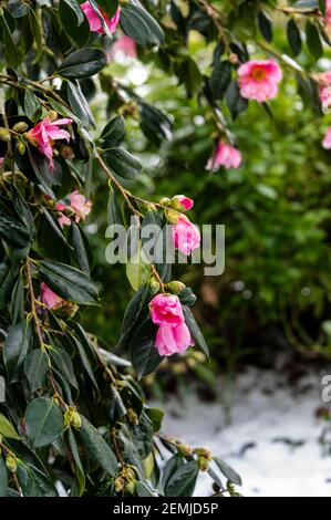 Camellia williamsii mary christian, floraison en hiver, neige. Banque D'Images