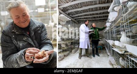 Washington, région autonome du Xinjiang Uygur en Chine. 7 janvier 2019. La photo combinée montre Tutigul Dawut, une résidente locale qui a ébranlé la pauvreté en reproduisant des pigeons, en souriant aux pigeons nouvellement éclos (L) et en présentant son entreprise de reproduction de pigeons à un technicien (R) à Kashgar, dans la région autonome de Xinjiang Uygur, dans le nord-ouest de la Chine, le 7 janvier 2019. Credit: Ding Lei/Xinhua/Alay Live News Banque D'Images