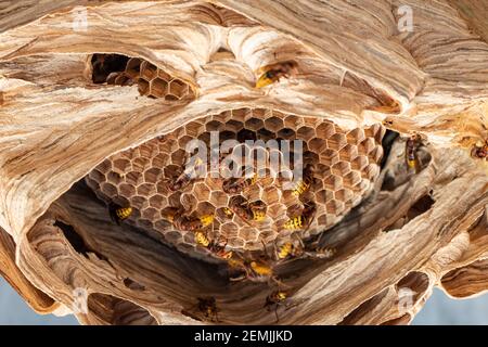 les hornets nichent sous un toit en bois Banque D'Images