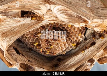 les hornets nichent sous un toit en bois Banque D'Images